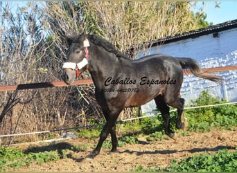 Andalou, Étalon, 4 Ans, Gris noir