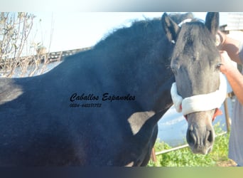 Andalou, Étalon, 4 Ans, Gris noir