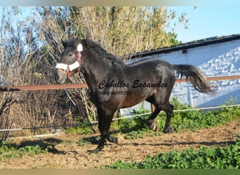 Andalou, Étalon, 4 Ans, Gris noir