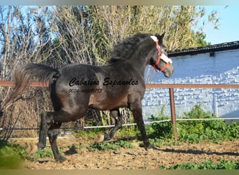 Andalou, Étalon, 4 Ans, Gris noir