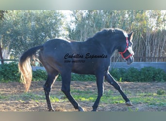 Andalou, Étalon, 4 Ans, Gris noir