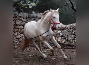 Andalou, Étalon, 5 Ans, 153 cm, Perlino