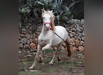 Andalou, Étalon, 5 Ans, 153 cm, Perlino