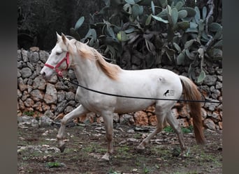 Andalou, Étalon, 5 Ans, 153 cm, Perlino