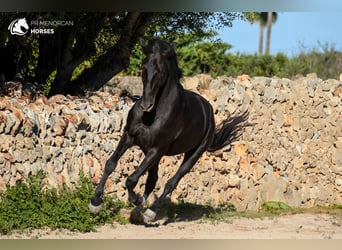 Andalou, Étalon, 5 Ans, 155 cm, Noir