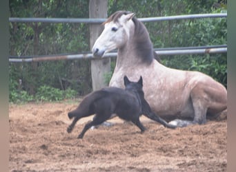 Andalou, Étalon, 5 Ans, 156 cm, Gris noir