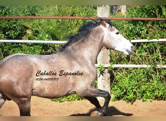 Andalou, Étalon, 5 Ans, 156 cm, Gris noir