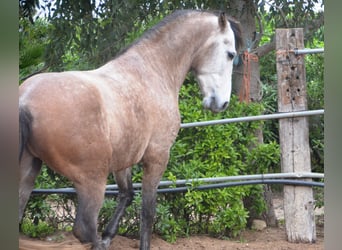 Andalou, Étalon, 5 Ans, 156 cm, Gris noir