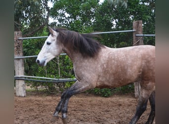 Andalou, Étalon, 5 Ans, 156 cm, Gris noir