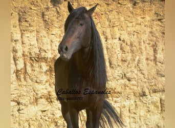 Andalou, Étalon, 5 Ans, 157 cm, Bai brun foncé