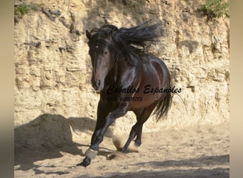 Andalou, Étalon, 5 Ans, 157 cm, Bai brun foncé