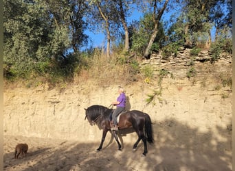 Andalou, Étalon, 5 Ans, 157 cm, Bai brun foncé