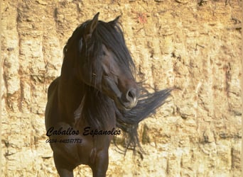 Andalou, Étalon, 5 Ans, 157 cm, Bai brun foncé