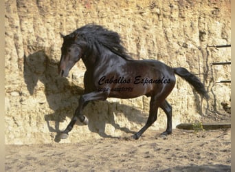 Andalou, Étalon, 5 Ans, 157 cm, Bai brun foncé