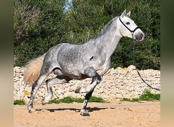 Andalou, Étalon, 5 Ans, 157 cm, Gris