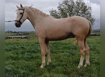 Andalou, Étalon, 5 Ans, 157 cm, Palomino