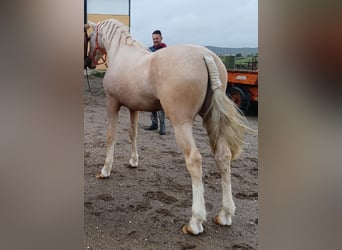 Andalou, Étalon, 5 Ans, 157 cm, Palomino