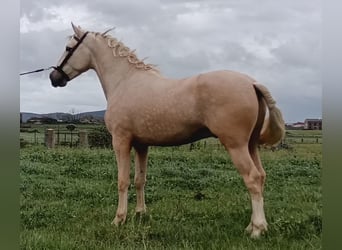 Andalou, Étalon, 5 Ans, 157 cm, Palomino