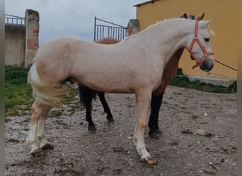 Andalou, Étalon, 5 Ans, 157 cm, Palomino