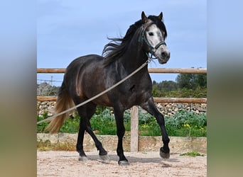 Andalou, Étalon, 5 Ans, 158 cm, Gris
