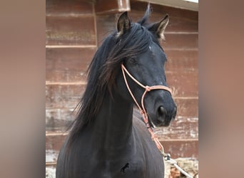 Andalou, Étalon, 5 Ans, 159 cm, Noir