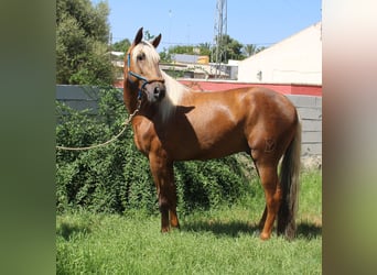 Andalou, Étalon, 5 Ans, 160 cm, Palomino