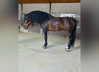 Andalou, Étalon, 5 Ans, 162 cm, Bai brun