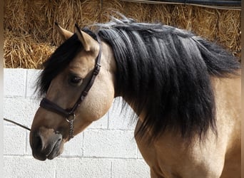 Andalou, Étalon, 5 Ans, 162 cm, Buckskin