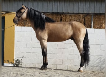 Andalou, Étalon, 5 Ans, 162 cm, Buckskin