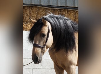 Andalou, Étalon, 5 Ans, 162 cm, Buckskin