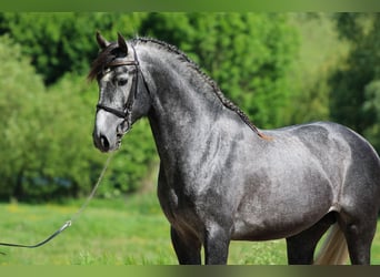Andalou, Étalon, 5 Ans, 162 cm, Gris