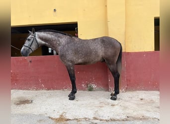 Andalou, Étalon, 5 Ans, 162 cm, Gris