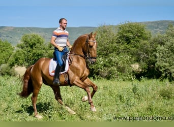 Andalou, Étalon, 5 Ans, 163 cm, Alezan cuivré