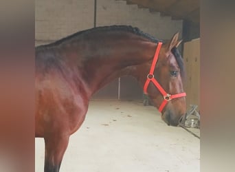 Andalou, Étalon, 5 Ans, 163 cm, Bai cerise