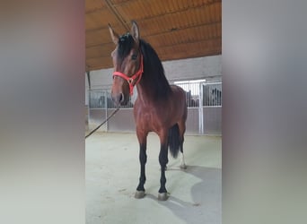 Andalou, Étalon, 5 Ans, 163 cm, Bai cerise