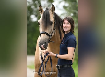 Andalou Croisé, Étalon, 5 Ans, 163 cm, Buckskin