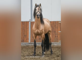 Andalou Croisé, Étalon, 5 Ans, 163 cm, Buckskin