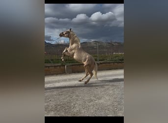 Andalou, Étalon, 5 Ans, 163 cm, Palomino