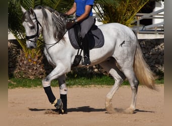 Andalou, Étalon, 5 Ans, 164 cm, Gris