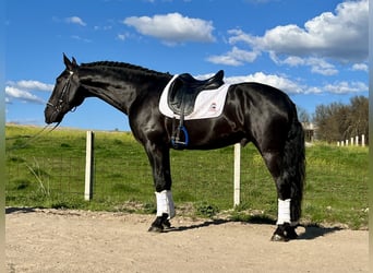 Andalou, Étalon, 5 Ans, 165 cm, Noir