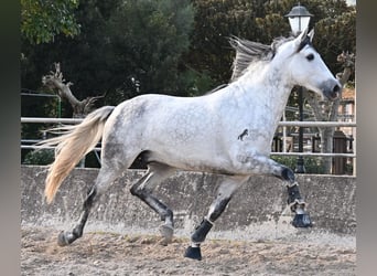 Andalou, Étalon, 5 Ans, 167 cm, Gris