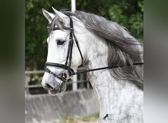 Andalou, Étalon, 5 Ans, 167 cm, Gris