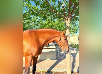 Andalou, Étalon, 5 Ans, 168 cm, Bai