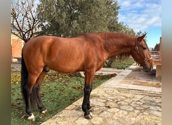 Andalou, Étalon, 5 Ans, 168 cm, Bai