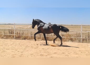 Andalou, Étalon, 5 Ans, 168 cm, Noir
