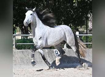 Andalou, Étalon, 5 Ans, 169 cm, Gris