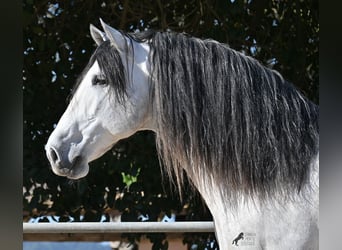 Andalou, Étalon, 5 Ans, 169 cm, Gris