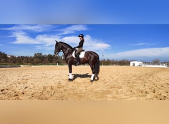 Andalou, Étalon, 5 Ans, 170 cm, Noir