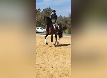 Andalou, Étalon, 5 Ans, 170 cm, Noir