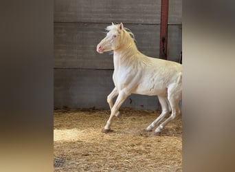 Andalou, Étalon, 6 Ans, 150 cm, Cremello